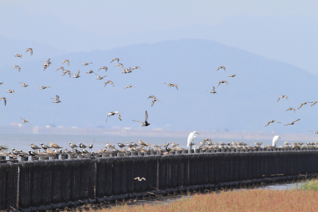 ヘラシギを探せ