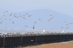 ヘラシギを探せ