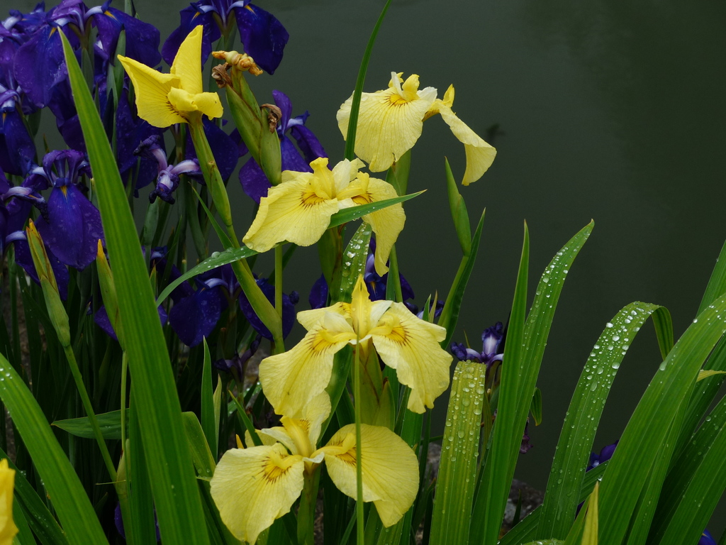 雨が似合うけど
