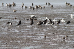 めづらしいんですよね