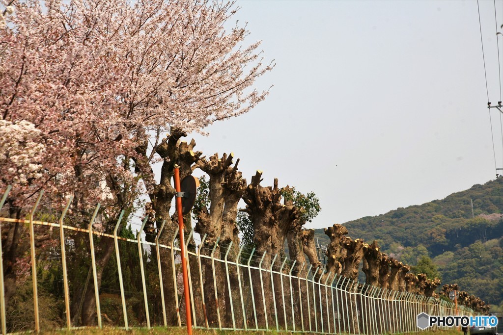 わー切っちゃった