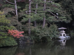 松にサギ