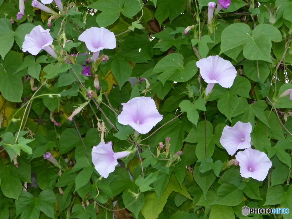 フワーとしてますね