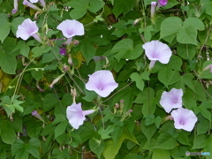 フワーとしてますね