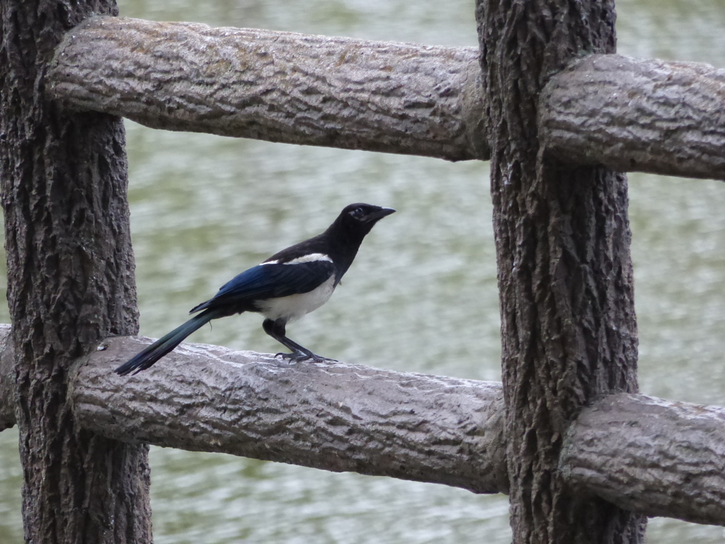 濃いブルーですね