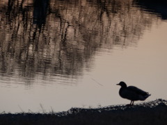 今日はボードがない
