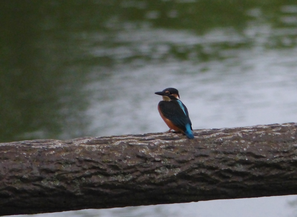 今日のまるちゃん