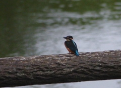 今日のまるちゃん