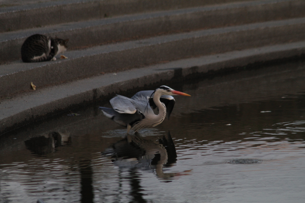 今日の青ちゃん