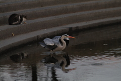 今日の青ちゃん