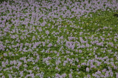 めづらしかったらいいけど