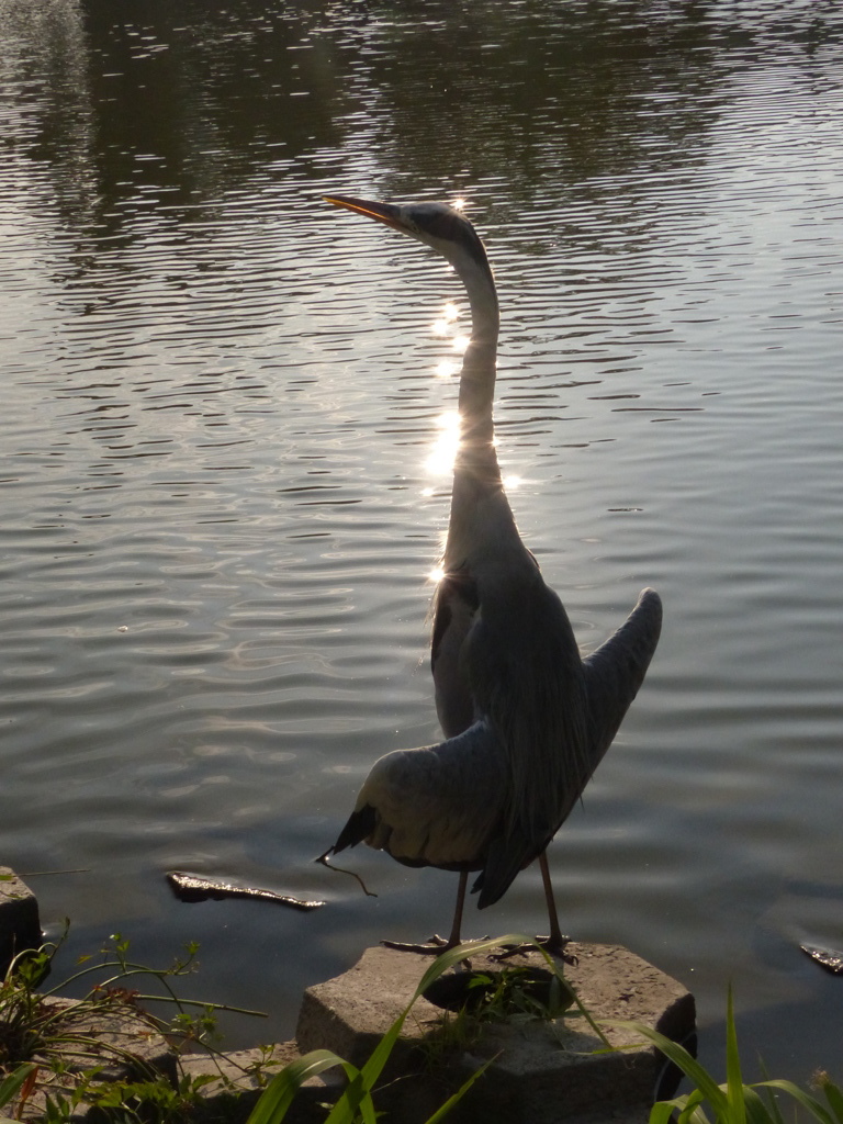 天使過ぎるあおちゃん
