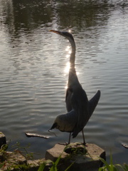 天使過ぎるあおちゃん