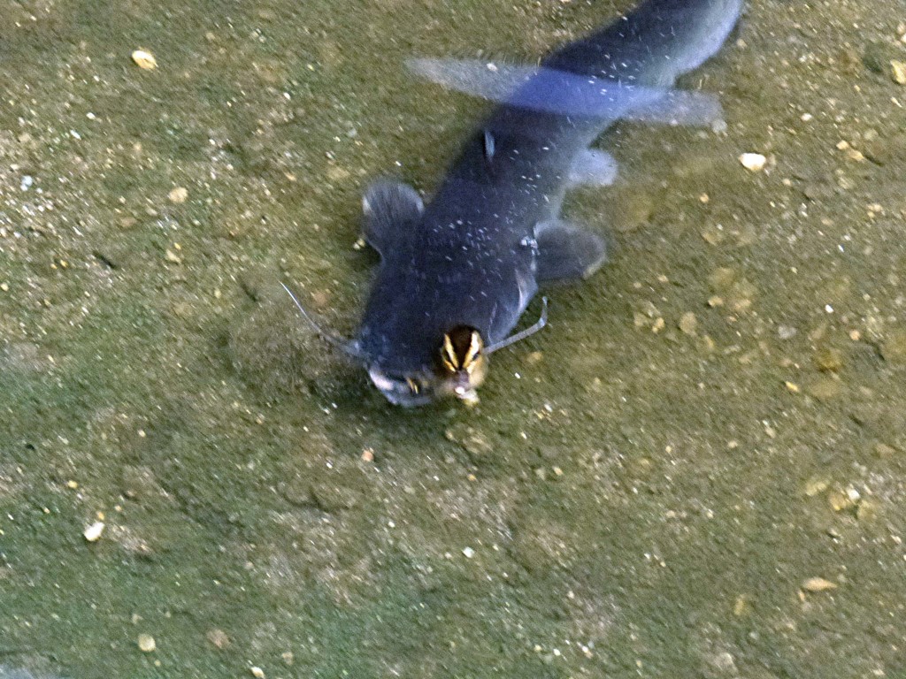 ぎょ