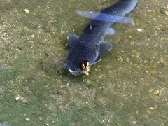 ぎょ