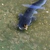 ぎょ