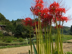 天気悪く以前の赤ですが