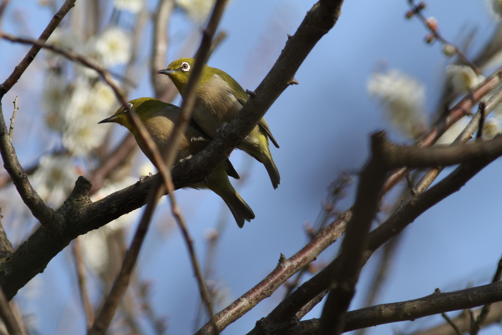 小梅ちゃんきれいかあ