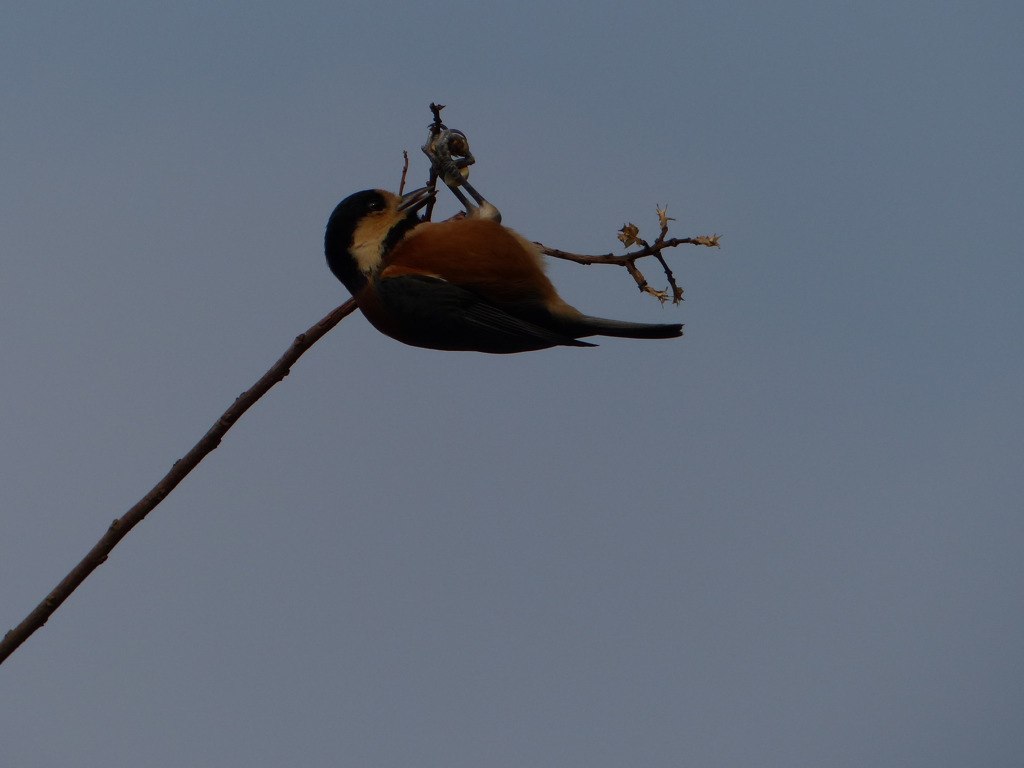 すごい停まり方