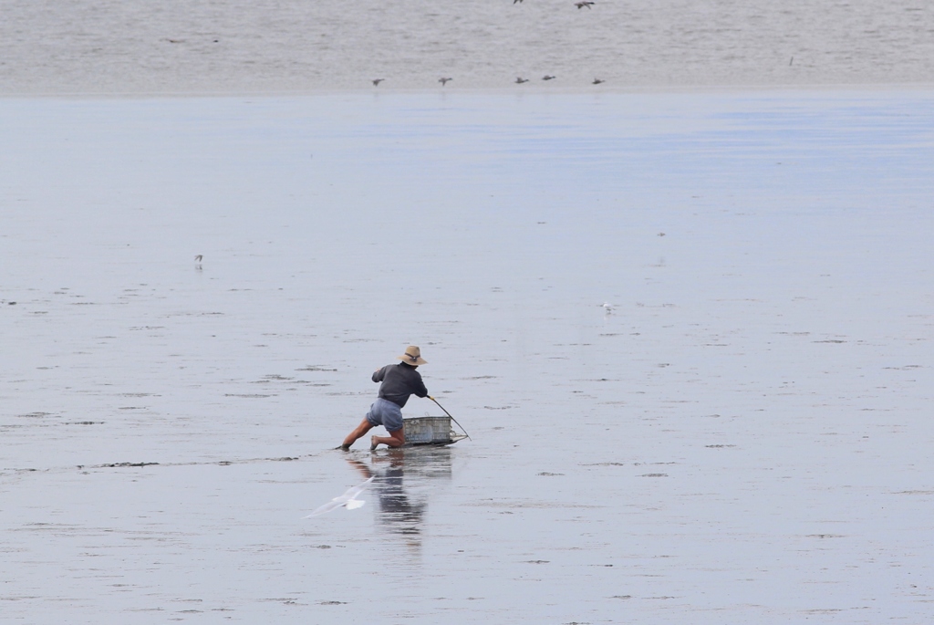 こちらはわらすぼとり