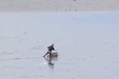 こちらはわらすぼとり