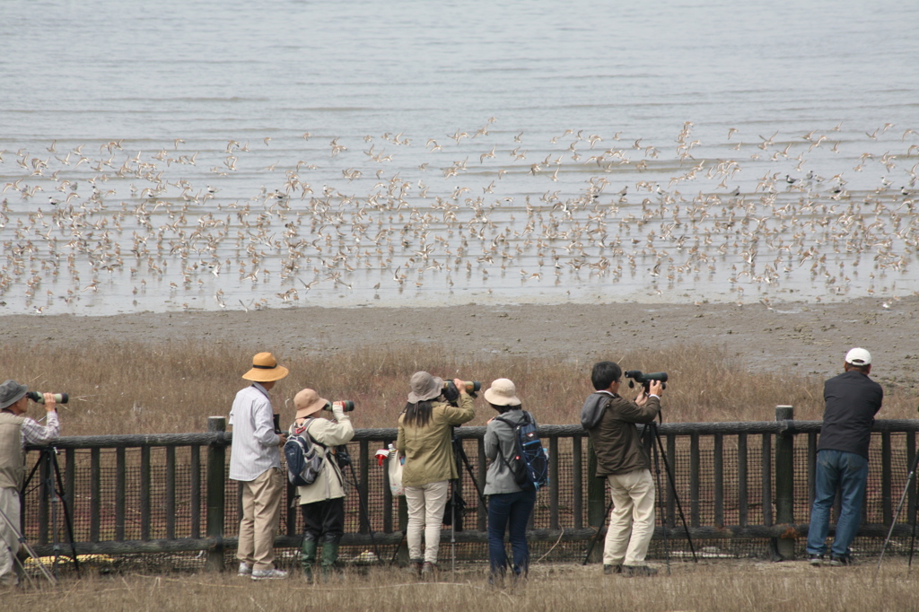 野鳥の会