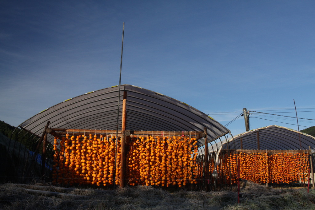 ビニールハウス