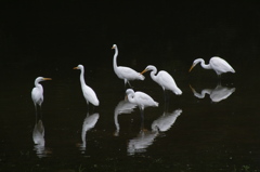 きれいなものに注意