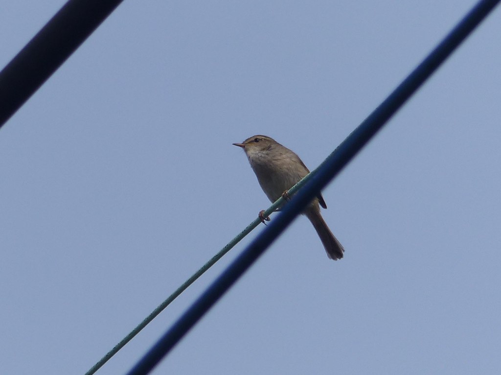 源さんおはよー