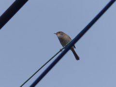 源さんおはよー