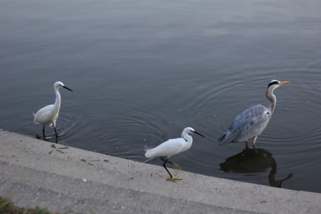 あおちゃん池に