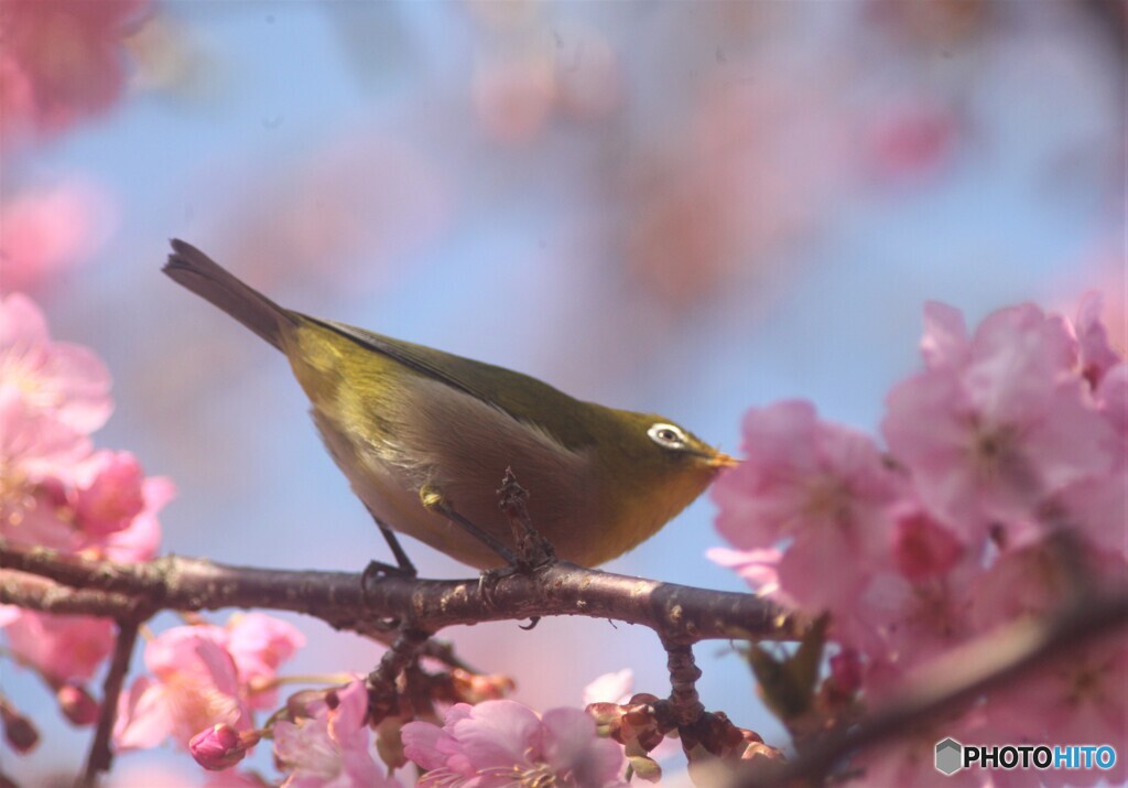 フワー
