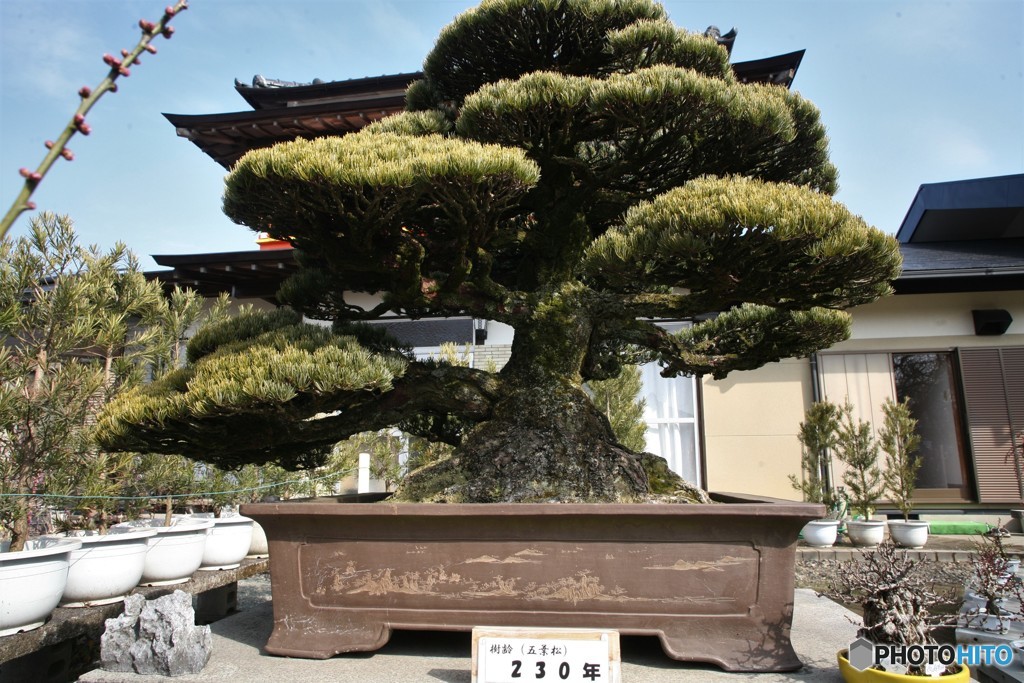 立花藩かな