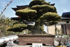 立花藩かな