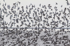 飛んだ、とんだ