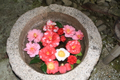 椿の里