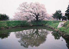 昨年です