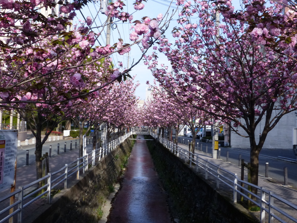 ＲＥＤＲＩＶＥＲ