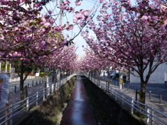 ＲＥＤＲＩＶＥＲ