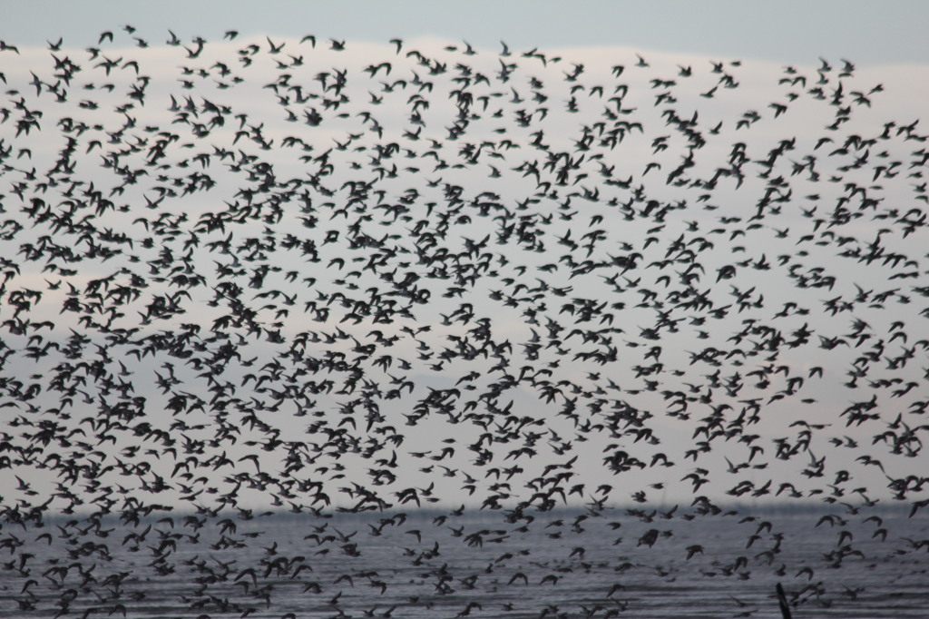 どんだけシリーズ