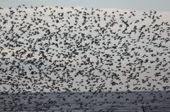 どんだけシリーズ