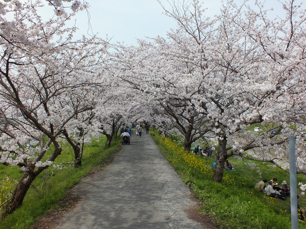 並木桜