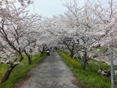 並木桜