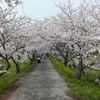 並木桜