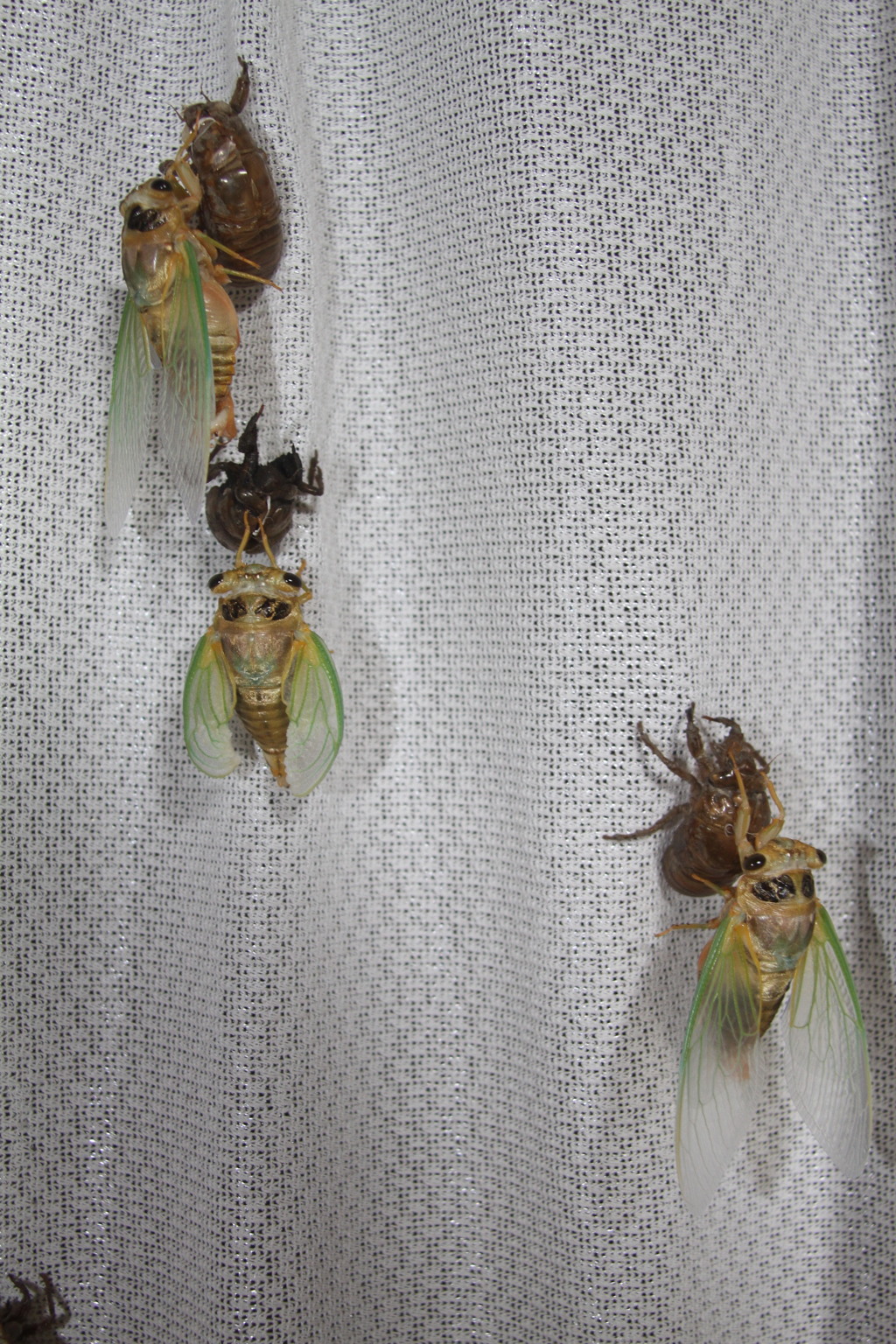 おはようございます