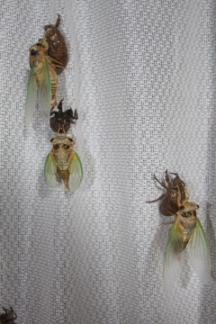 おはようございます