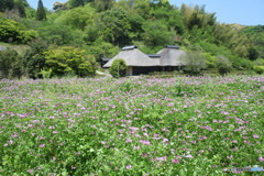 蓮華の花が