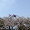 ピンク飛行機