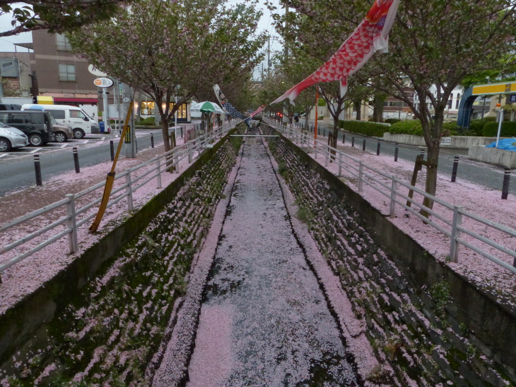 鯉が泳げません