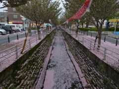 鯉が泳げません